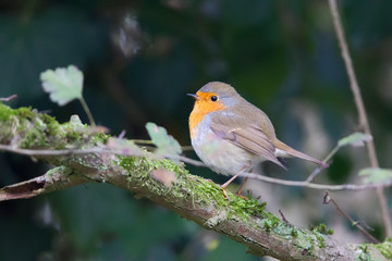 Rotkehlchen (Erithacus rubecula) sitzt auf einem Ast im Naturschutzgebiet Mönchbruch bei Frankfurt, Deutschland.