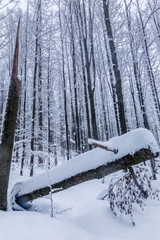 Fototapeta premium Winterlandschaft im verschneiten Wald im Nationalpark Bayrischer Wald, Bayern, Deutschland.