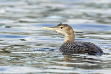 Gelbschnabeltaucher im Wasser schwimmend