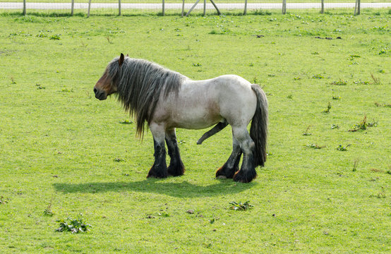 Belgian Heavy Horse or Brabancon with big penis on green meadow