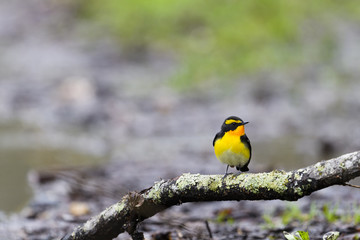 キビタキ雄(Narcissus Flycatcher)