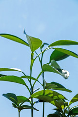 Green small young plant stands on a windowsill in a house against a blue sky