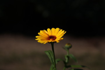 Margerite gelb solo