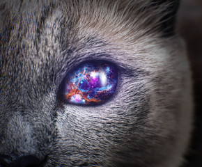 Mysterious cat eye with purple galaxy inside. - Powered by Adobe