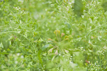 Green grass background, fresh leaves and blindweed