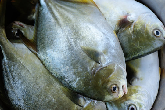 closeup of fresh pomfrest in a container