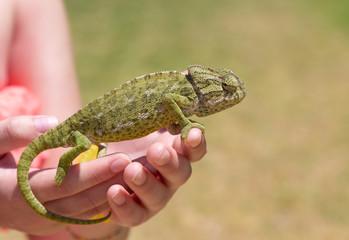 Hands hold a green chameleon