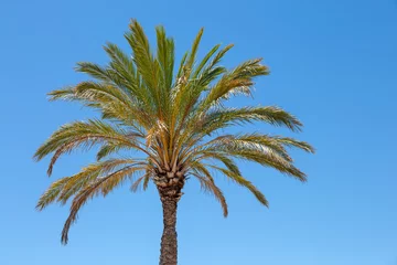 Printed kitchen splashbacks Beautiful palm tree against a clear blue sky