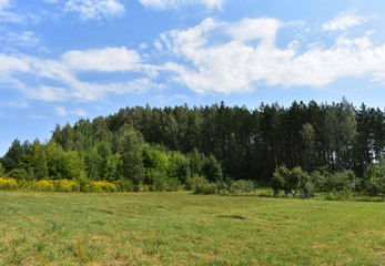 Landscape field in the background of the forest