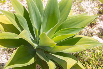 Bright green agave plant