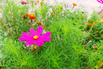Light pink flower in the garden