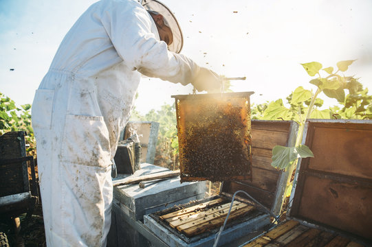 Beekeeper working collect honey