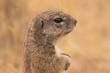 Ground Squirrel