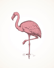 Flamingo. Vector drawing