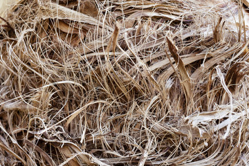 Texture of palm's stem.