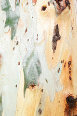 Texture of Eucalyptus bark tree.