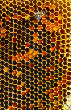 Close up of honey bee on honeycomb
