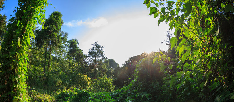 Fototapeta Sunrise in tropical green forest landscape in summer
