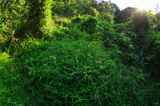 Fototapeta Sunrise in tropical green forest landscape in summer