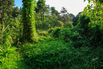 Fototapeta na wymiar Sunrise in tropical green forest landscape in summer