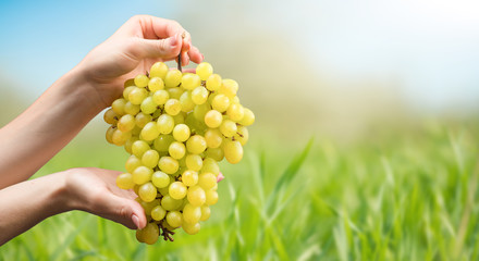 Female hands with newly harvested white grapes. Harvest of grapes