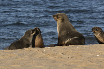 Fototapeta premium Pieczęć z młodymi na brzegu morza w Namibii w Afryce.