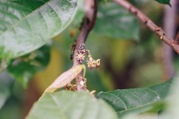 Cacao Tree. Organic cocoa fruit pods in nature. Theobroma cacao.