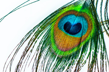 beautiful peacock feather lying on white background