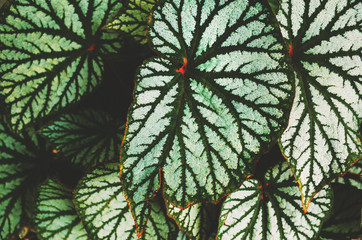 Nature Leaves Texture Background