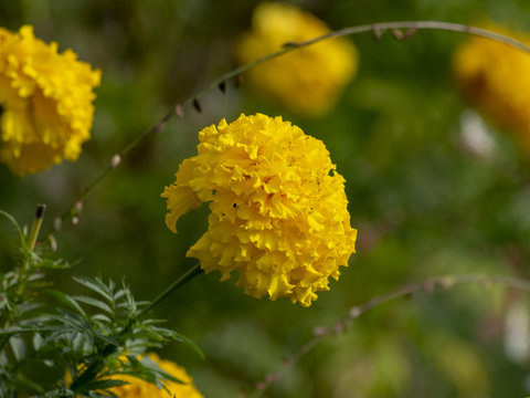 Tagetes erecta. Roses d'Inde parente de l'oeillet d'Inde