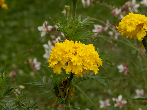 Tagetes erecta. Roses d'Inde parente de l'oeillet d'Inde
