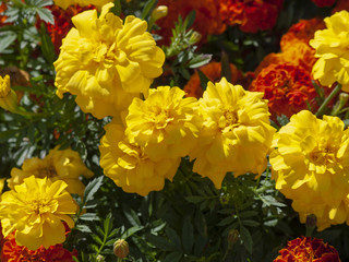 Tagetes erecta. Roses d'Inde parente de l'oeillet d'Inde