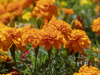 Tagetes erecta. Roses d'Inde parente de l'oeillet d'Inde