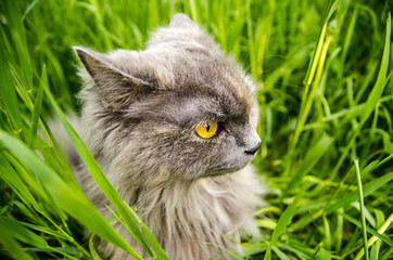 Naklejka na ściany i meble Sullen gray british cat in green grass.