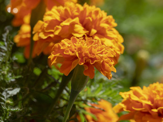 Tagetes erecta. Roses d'Inde parente de l'oeillet d'Inde