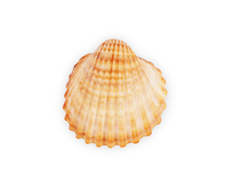 Scallop shells in a row. Isolated on white background