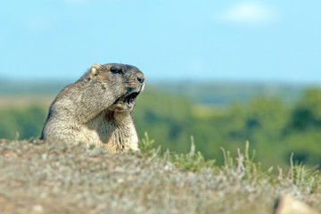 big fluffy Groundhog yelling in the meadow
