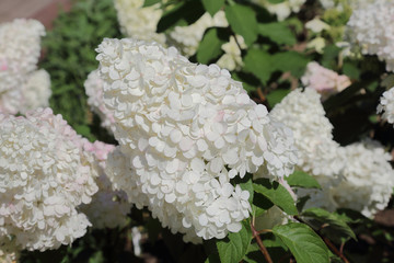Flowering of the white Hydrangea Paniculata in the city park. Tardiva grade
