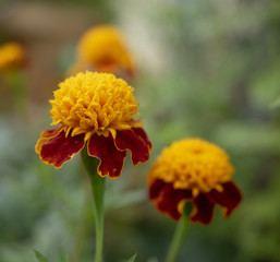 Tagetes patula. Oeillets d'Inde parentes de la rose d'Inde