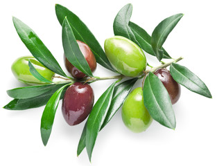 Olive branch with olive berries isolated on white background.