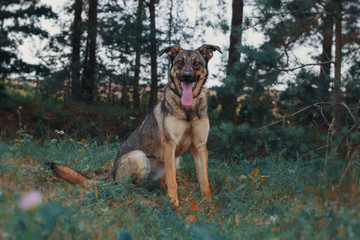Summer portrait of a mongrel