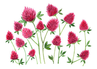 Red clover. Watercolor illustration.
Meadow flowers red clover on white background. Clover branches with flowers. Illustration for printing in books, on fabrics, packaging.