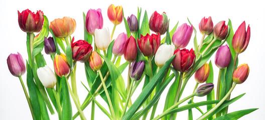 Obraz premium Colorful bouquet of tulips on white background.