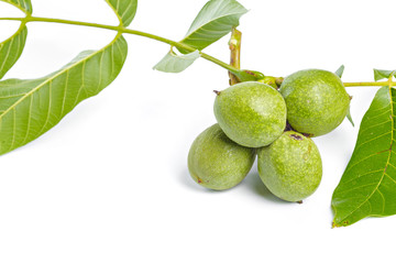 Walnuts fruits green tree branch isolated on a white background