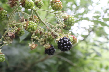 Wild Blackberries