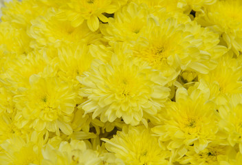 Beautiful yellow chrysanthemum background