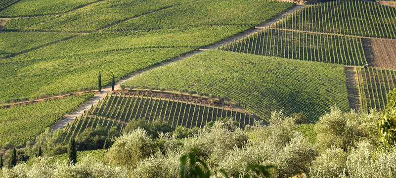 Wundervoller, strukturierter Weinberg mit langem Weg im malerischen Chianti