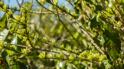 Obraz premium Coffee beans in growth on tree 