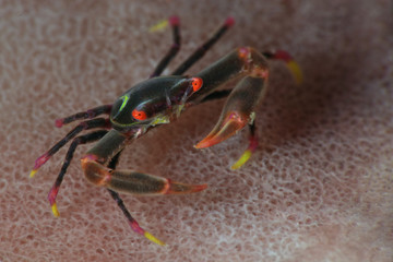 Black Coral Crab (Quadrella maculosa). Picture was taken in Lembeh strait, Indonesia