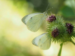 Beautiful image of Pieris Rapae butterfly aka Small cabbage white. Differential focus and backlit for attractive background with copyspace.